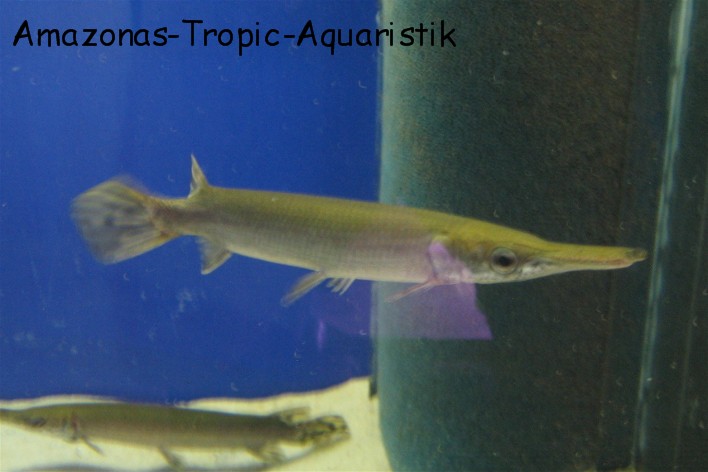 Atractosteus tristoechus